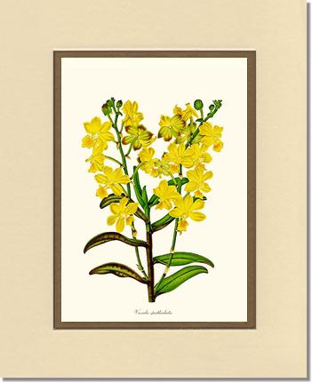 Vanda spathulata | Orchid Wall Art Print