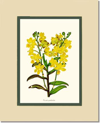 Vanda spathulata | Orchid Wall Art Print