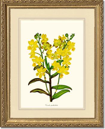 Vanda spathulata | Orchid Wall Art Print