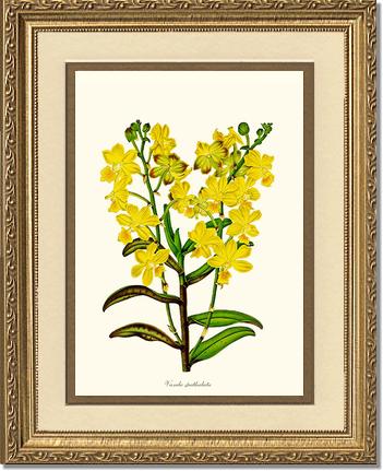 Vanda spathulata | Orchid Wall Art Print