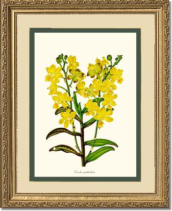 Vanda spathulata | Orchid Wall Art Print