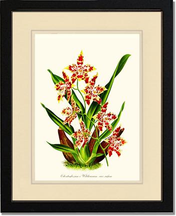 Odontoglossum wilckeanum | Orchid Wall Art Print