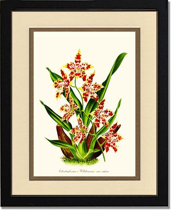 Odontoglossum wilckeanum | Orchid Wall Art Print