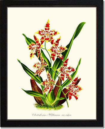 Odontoglossum wilckeanum | Orchid Wall Art Print