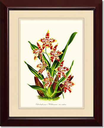 Odontoglossum wilckeanum | Orchid Wall Art Print