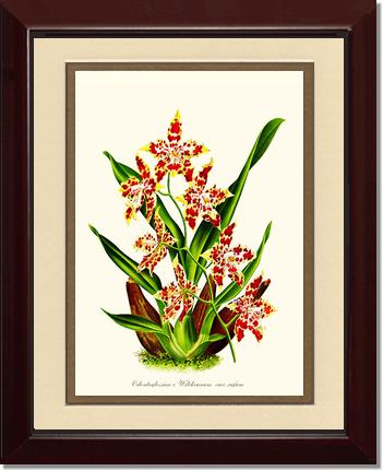 Odontoglossum wilckeanum | Orchid Wall Art Print