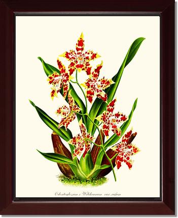 Odontoglossum wilckeanum | Orchid Wall Art Print