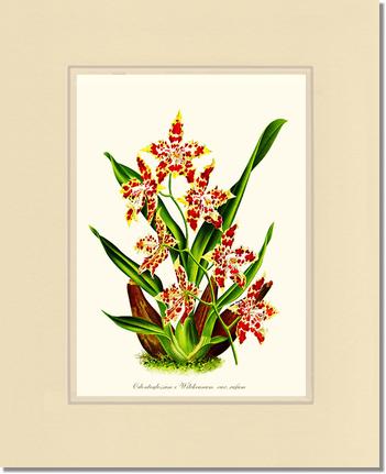 Odontoglossum wilckeanum | Orchid Wall Art Print
