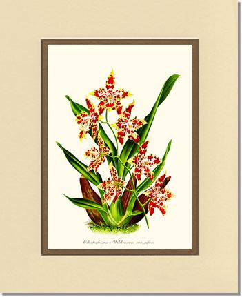Odontoglossum wilckeanum | Orchid Wall Art Print