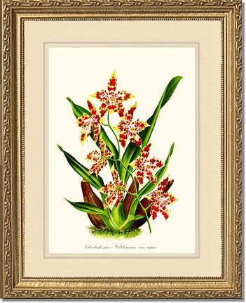 Odontoglossum wilckeanum | Orchid Wall Art Print