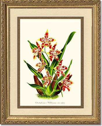 Odontoglossum wilckeanum | Orchid Wall Art Print