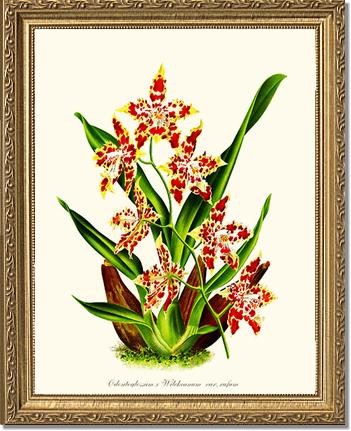 Odontoglossum wilckeanum | Orchid Wall Art Print