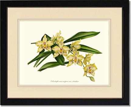 Odontoglossum crispum citratum | Orchid Wall Art Print