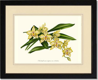 Odontoglossum crispum citratum | Orchid Wall Art Print