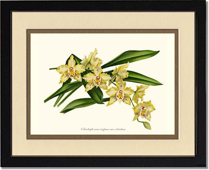 Odontoglossum crispum citratum | Orchid Wall Art Print