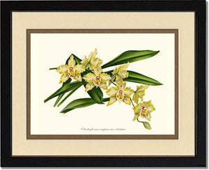 Odontoglossum crispum citratum