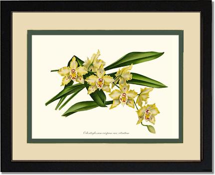Odontoglossum crispum citratum | Orchid Wall Art Print