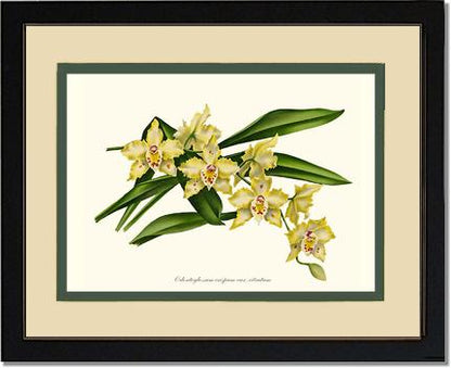 Odontoglossum crispum citratum | Orchid Wall Art Print