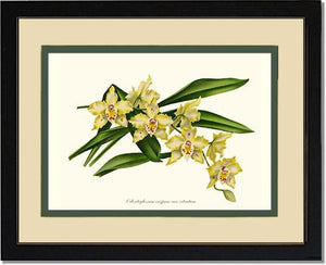 Odontoglossum crispum citratum