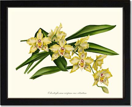 Odontoglossum crispum citratum | Orchid Wall Art Print