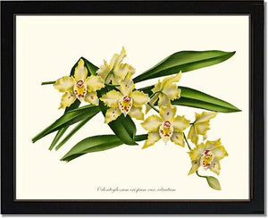 Odontoglossum crispum citratum
