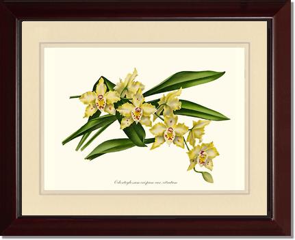 Odontoglossum crispum citratum | Orchid Wall Art Print