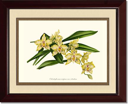 Odontoglossum crispum citratum | Orchid Wall Art Print