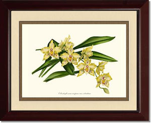 Odontoglossum crispum citratum