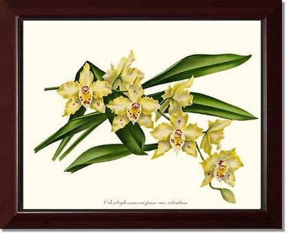 Odontoglossum crispum citratum | Orchid Wall Art Print
