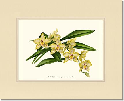 Odontoglossum crispum citratum | Orchid Wall Art Print