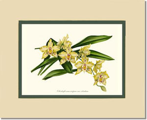 Odontoglossum crispum citratum