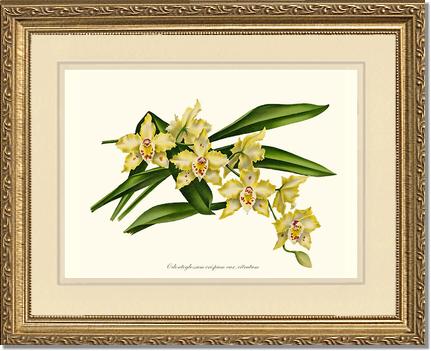 Odontoglossum crispum citratum | Orchid Wall Art Print