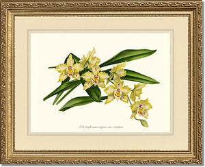 Odontoglossum crispum citratum