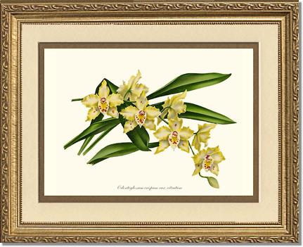 Odontoglossum crispum citratum | Orchid Wall Art Print