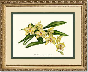 Odontoglossum crispum citratum