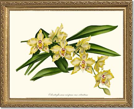 Odontoglossum crispum citratum | Orchid Wall Art Print