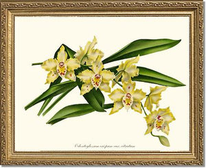 Odontoglossum crispum citratum