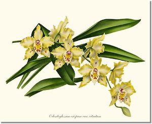 Orchid Print: Odontoglossum crispum citratum