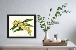Odontoglossum crispum citratum