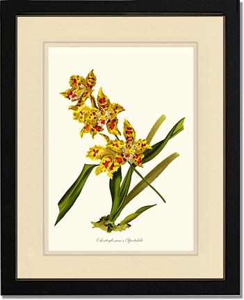 Odontoglossum spectabile | Orchid Wall Art Print