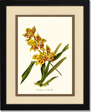 Odontoglossum spectabile | Orchid Wall Art Print