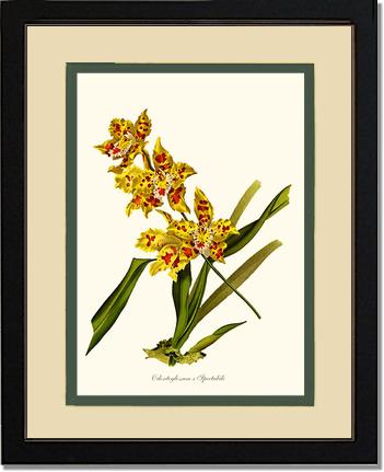Odontoglossum spectabile | Orchid Wall Art Print