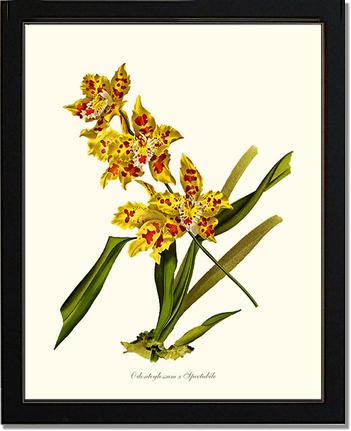 Odontoglossum spectabile | Orchid Wall Art Print