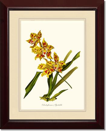 Odontoglossum spectabile | Orchid Wall Art Print