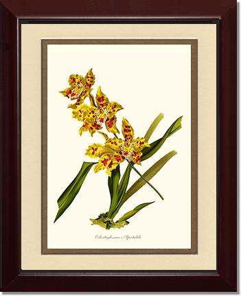 Odontoglossum spectabile | Orchid Wall Art Print