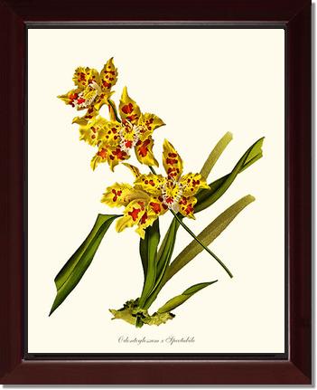 Odontoglossum spectabile | Orchid Wall Art Print