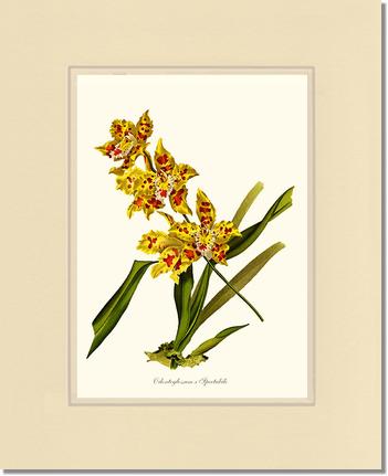 Odontoglossum spectabile | Orchid Wall Art Print