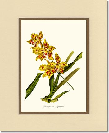 Odontoglossum spectabile | Orchid Wall Art Print