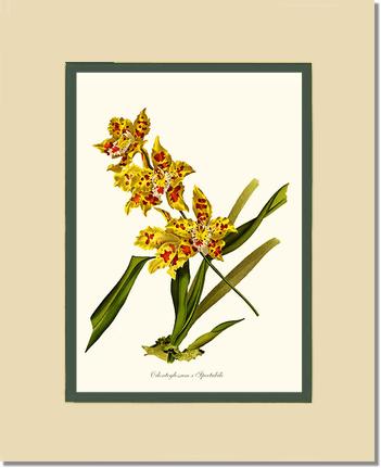 Odontoglossum spectabile | Orchid Wall Art Print