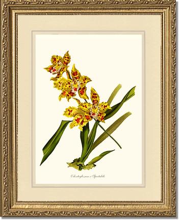 Odontoglossum spectabile | Orchid Wall Art Print